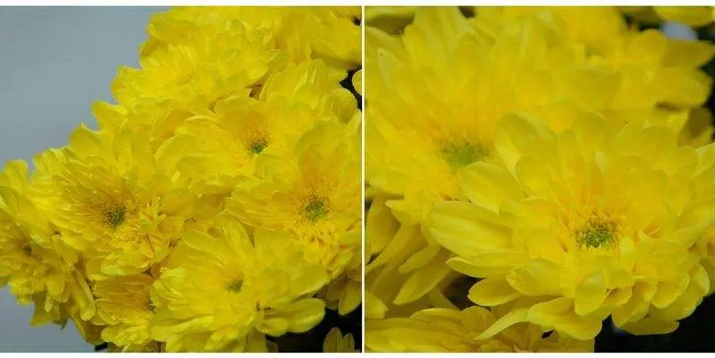 Зембла Жёлтая 