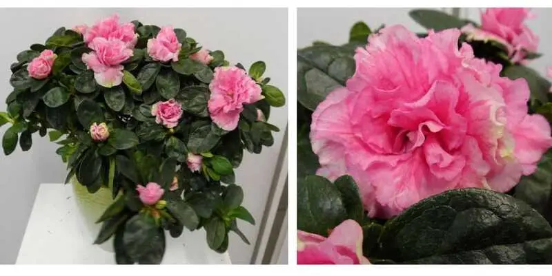 Азалия Роус Вогель  Д15