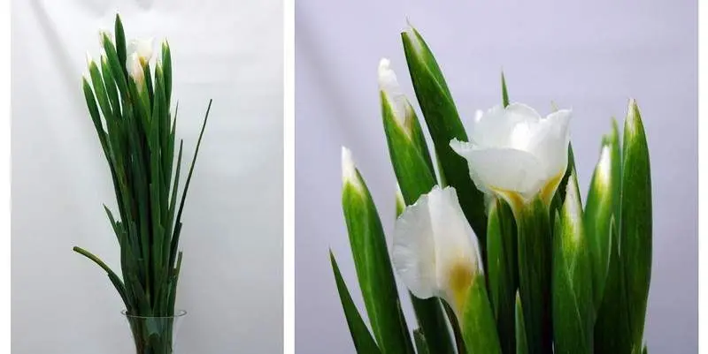 Касабланка (70)