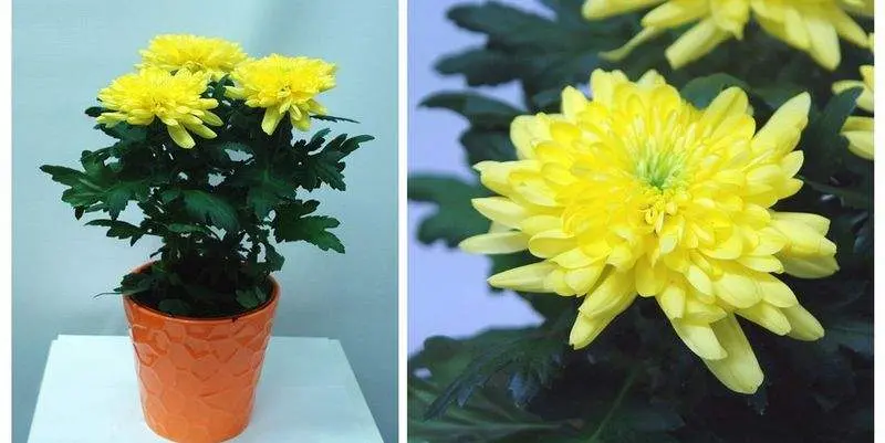 Хризантема Зембла Спрей  Д12