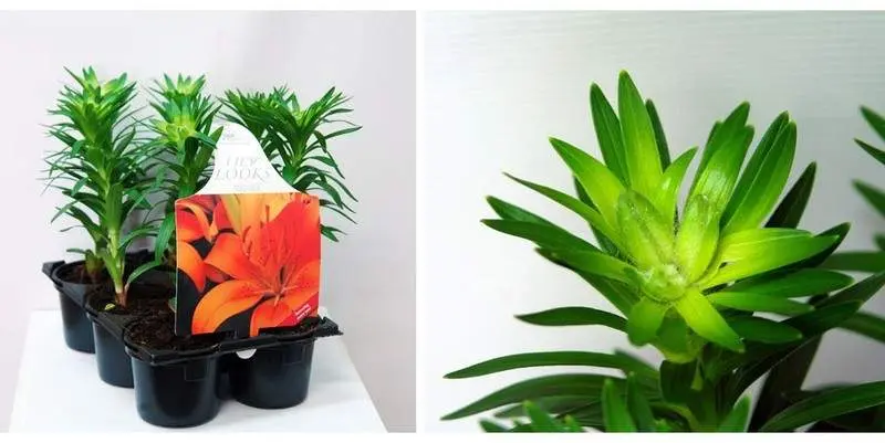 Лилия Азиатская Д9 (касета 6 шт.)