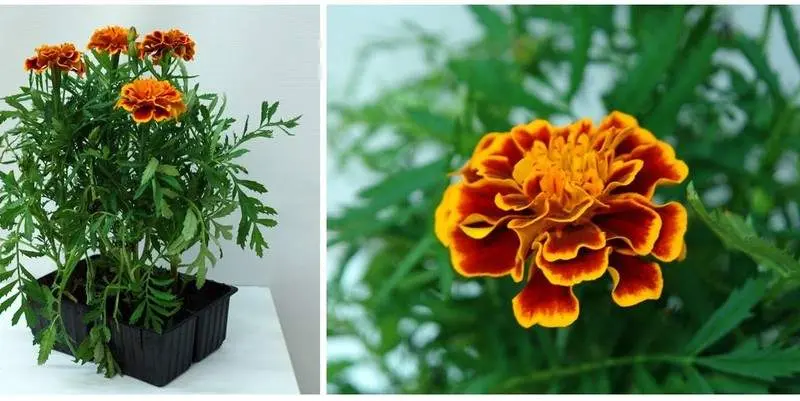 Растение открытого грунта Бархатцы