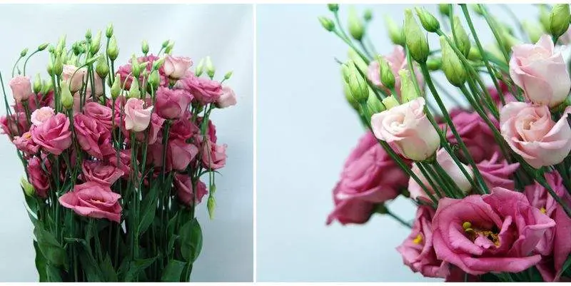 Лизиантус ду Росита Пинк Флэш